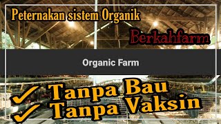 Kandang sehat tanpa bau, Ayam sehat tanpa Vaksin, dengan Pola pakan semi fermentasi