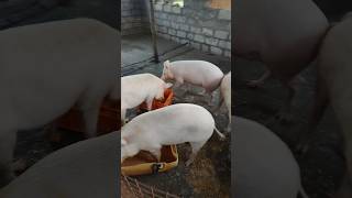 ABS FARM #pigfarmvideo #farming #shortvideo