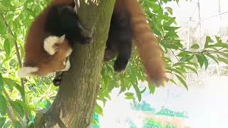 【red panda】Contact the tree climbing red panda