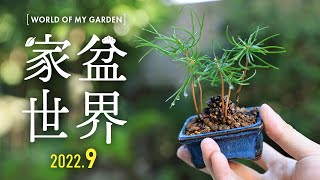 【家盆世界 9月号】松の秋肥 五葉松松ぼっくりミニ盆栽、桜、梅のその後【Bonsai diary 盆栽日記 9/25】初心者でもできる園芸、盆栽の育て方 pine EOS R5