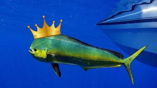 Mahi-Mahi Facts YOU Didn't Know