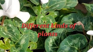 Different kinds of plants