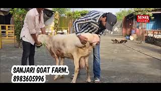 Palai result at sanjari goat farm mahapoli