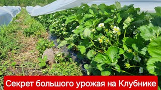 Секрет большого урожая на клубнике / Клубника 4 Мая