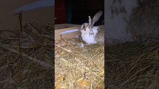 Wykot ostatniej samicy w stadzie #rabbit #farm #bunny #nature #krolik #hodowla