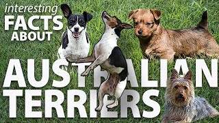 Interesting Facts about Australian Terriers