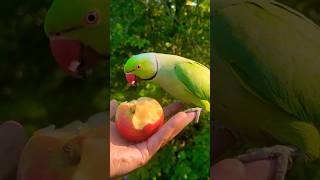 I’ve wanted to feed the green rose ringed parakeets in London for ages and finally ticked it off!