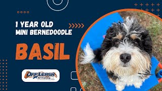 Mini Bernedoodle, 1y/o, "Basil" | Best Mini Bernedoodle Obedience Training Spokane