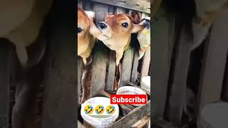 tasted good 😋 #funnyvideo #animalsfunny #animals #viralvideo #cow