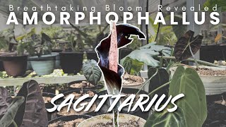 Amorphophallus sagittarius | Discover the Secrets Behind Its Breathtaking Bloom