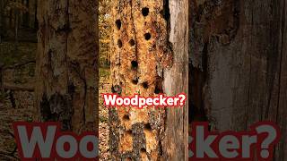 The Secret Lives of Woodpeckers