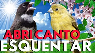 Coleiro tui-tui 💥 Canto de coleiro tui tui  💥 Coleiro tui tui cantando 💥 Coleiro tui-tui