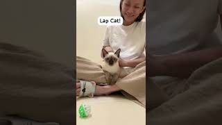 Winning Over a Feisty Cat #siamesecat #catboarding #theluxemeownor #luxemeownor #singapore