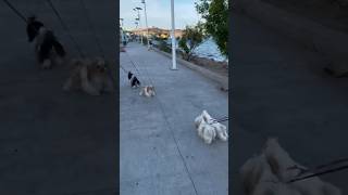 Shih Tzu CAMINATA en la Playa