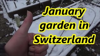 January garden in Switzerland  01 07 2021