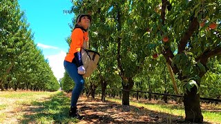 Australia | PICKING DAY | Daily Vlog 336# | ByIri.