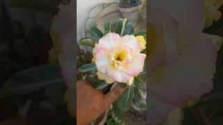 Subscribe for more #adeniums #desertrose #garden