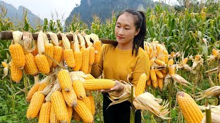 How to harvest & corn preservation - Take care of the pet | Ly Thi Tam