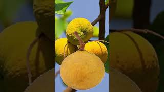 Sweet santol/cotton fruit #amazing #trending #fyp #funplay #funnyvideo #shorts