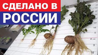 Заражаем семена и смотрим, как наш препарат взаимодействует