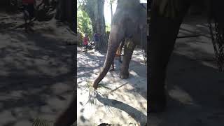 බලන්නකො මෙයා කරන දේ what is he doing #elephant #shorts