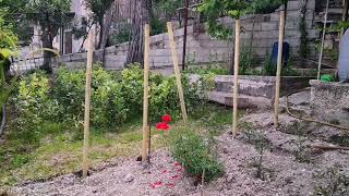 Ciao Amiche oggi metto pali e fil di ferro con canne per pomodori...🍅