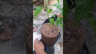 Tanam Cabe Rawit Di Dalam Pot #youtubeshorts #shorts #cabe #caberawit #tanaman