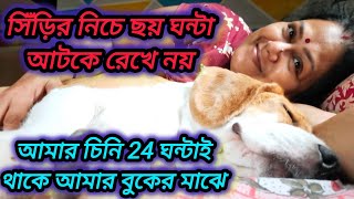 সিঁড়ির নিচে ছয় ঘটা নয় চিনি আমার বুকেই 24 ঘন্টা থাকে।। @msfamily2580 @mscreator0000 @doglover