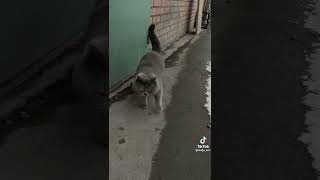 Прикольный 🐈кот