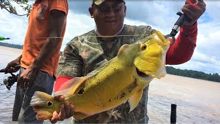 Peacock bass fishing in Suriname