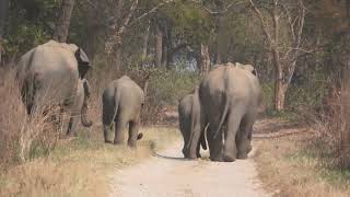 Mother Elephant protects her calf in the wild at Corbett-March 2023