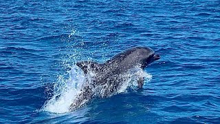 شاهد أسماك دولفين🐬🐬🐬 Dolphin