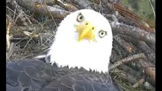 AEF-NEFL Eagles  12-16-15  The Many Looks In The Hamlet