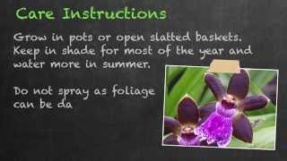 Introduction to Zygopetalum Orchids