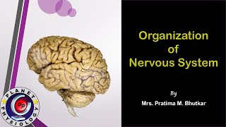 Organization of nervous system