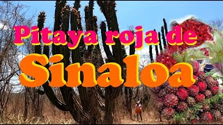 El fruto que le da el nombre a Sinaloa| Pitaya roja| Stenocereus martinezii