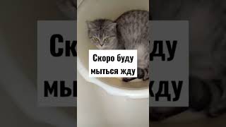 надо мыться#кошкамуся #смешныекошки