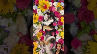 Flower sea vibe #funny #小白 #puppy #pet #宠物 #曼玉不是鳗鱼 #曼玉 #柴犬 #shorts