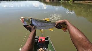 PIRANHAS PARA O ENSOPADO E O REI DO RIO SALTANDO