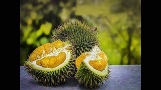 Momento Malum Today Episode 125 Durian Genetics