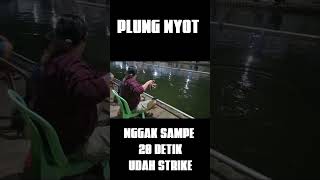 galatama lele || strike tercepat