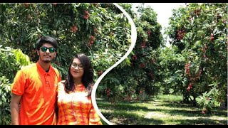 Witness these beautiful Litchi Orchards with me | Pabna trip part 4 | Vlog#9