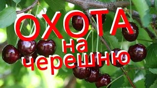 Поездка за бесплатной черешней