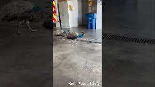 Peacocks enter fire station