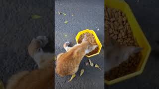 Street feeding