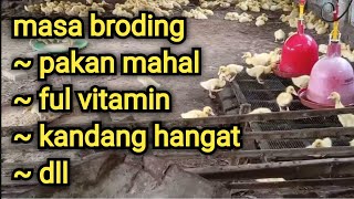 masa broding identik dengan pakan mahal, ful vitamin, perawatan extra || bebek pedaging