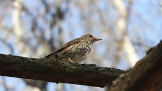 Певчий дрозд  Turdus philomelos, песня / Song thrush song