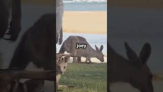 The Unique Pouch of Kangaroos!