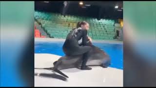 Empörung Delfinarium in Dubai