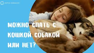 Можно спать с кошкой собакой или нет? Плюсы и  минусы.